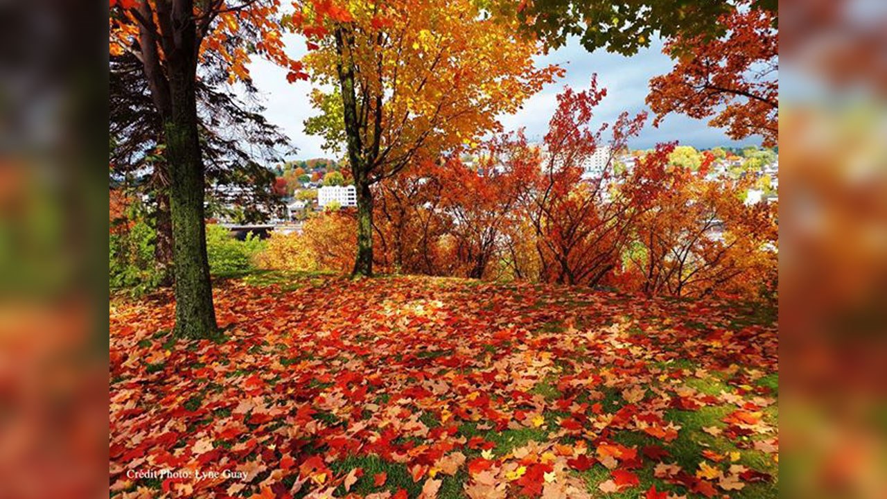 Immortaliser les beautés de l'automne : les photos de nos lecteurs
