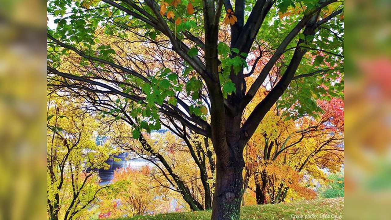 Immortaliser les beautés de l'automne : les photos de nos lecteurs