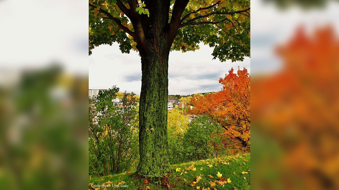 Immortaliser les beautés de l'automne : les photos de nos lecteurs