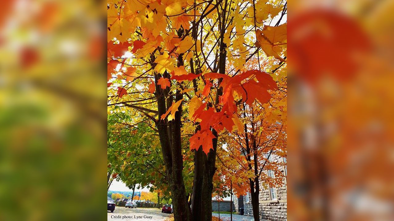 Immortaliser les beautés de l'automne : les photos de nos lecteurs