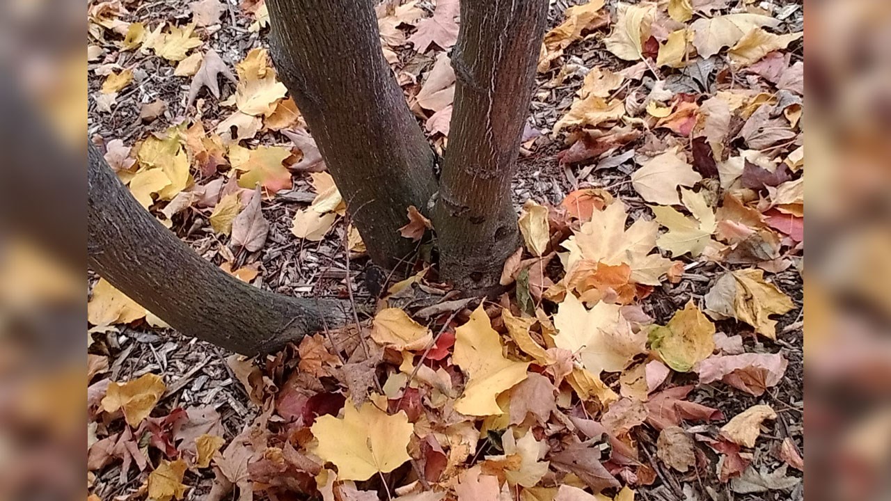 Immortaliser les beautés de l'automne : les photos de nos lecteurs