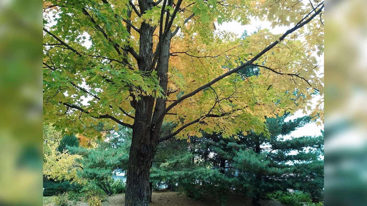 Immortaliser les beautés de l'automne : les photos de nos lecteurs