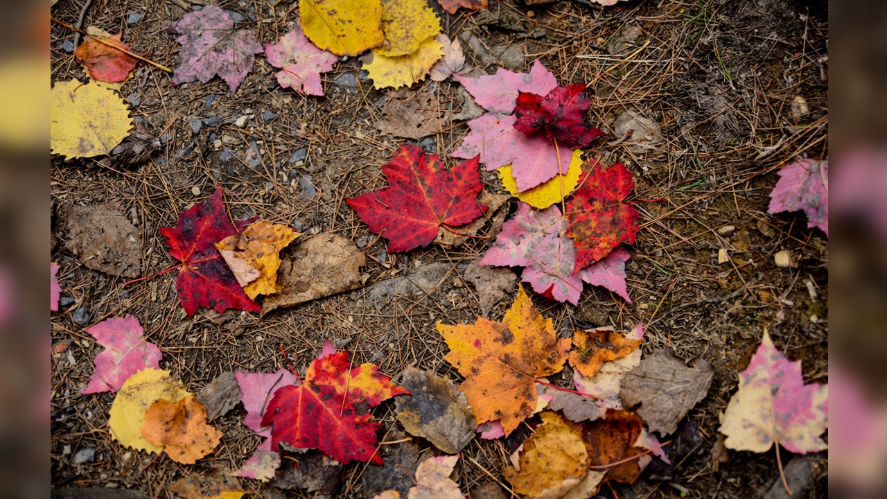 Immortaliser les beautés de l'automne : les photos de nos lecteurs