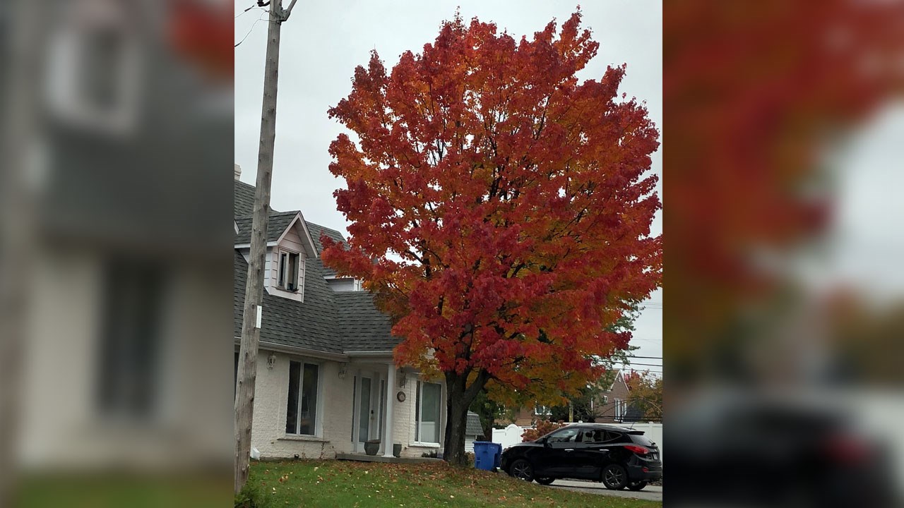 Immortaliser les beautés de l'automne : les photos de nos lecteurs