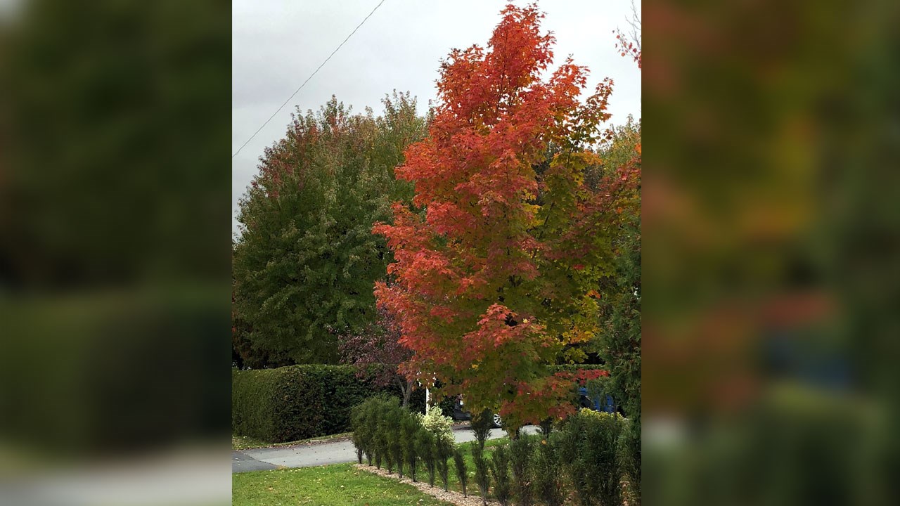 Immortaliser les beautés de l'automne : les photos de nos lecteurs