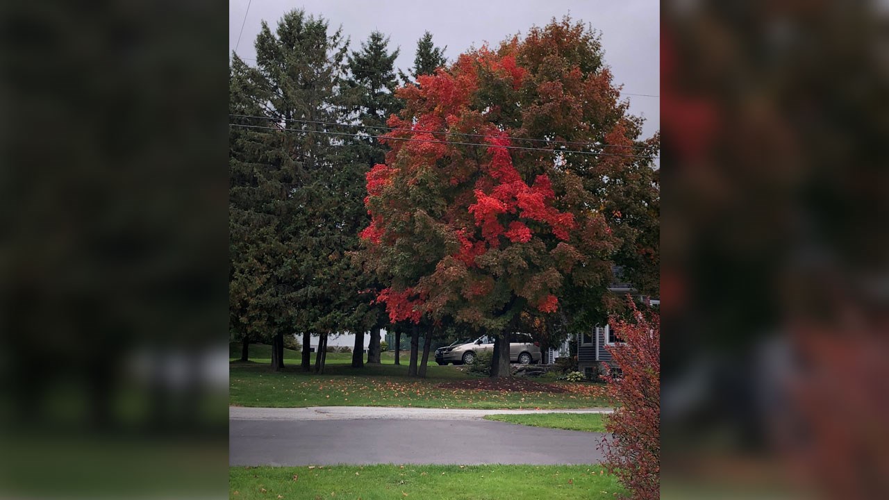 Immortaliser les beautés de l'automne : les photos de nos lecteurs