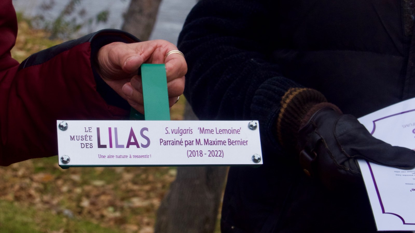 Les plaques qui seront disposées devant les plants de lilas