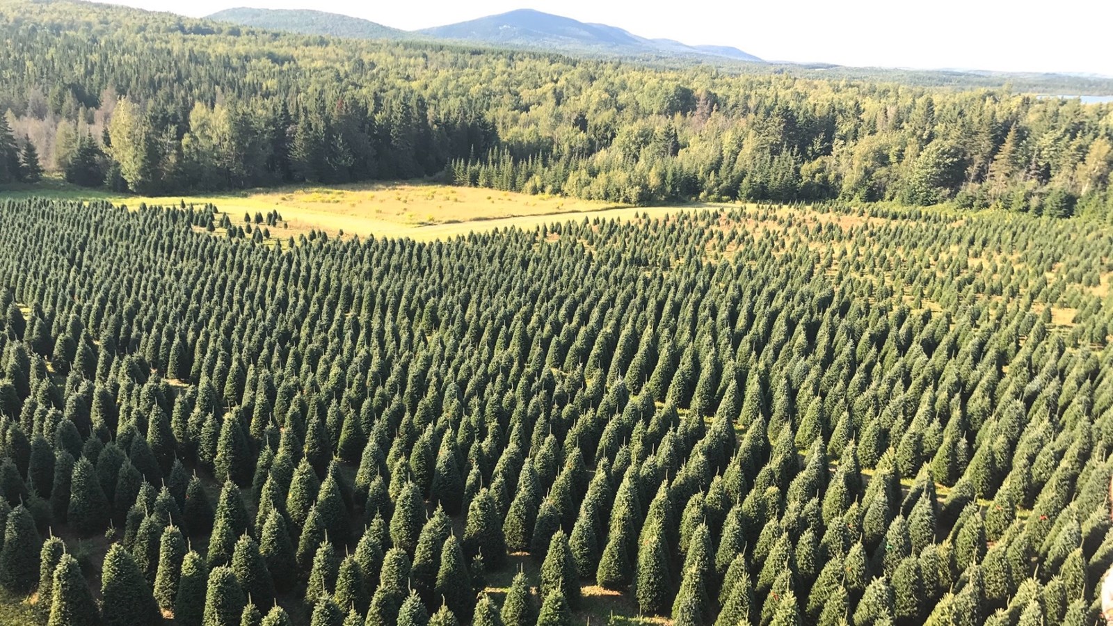 De la Beauce à Dubaï : les sapins des Plantations Robert ont la cote