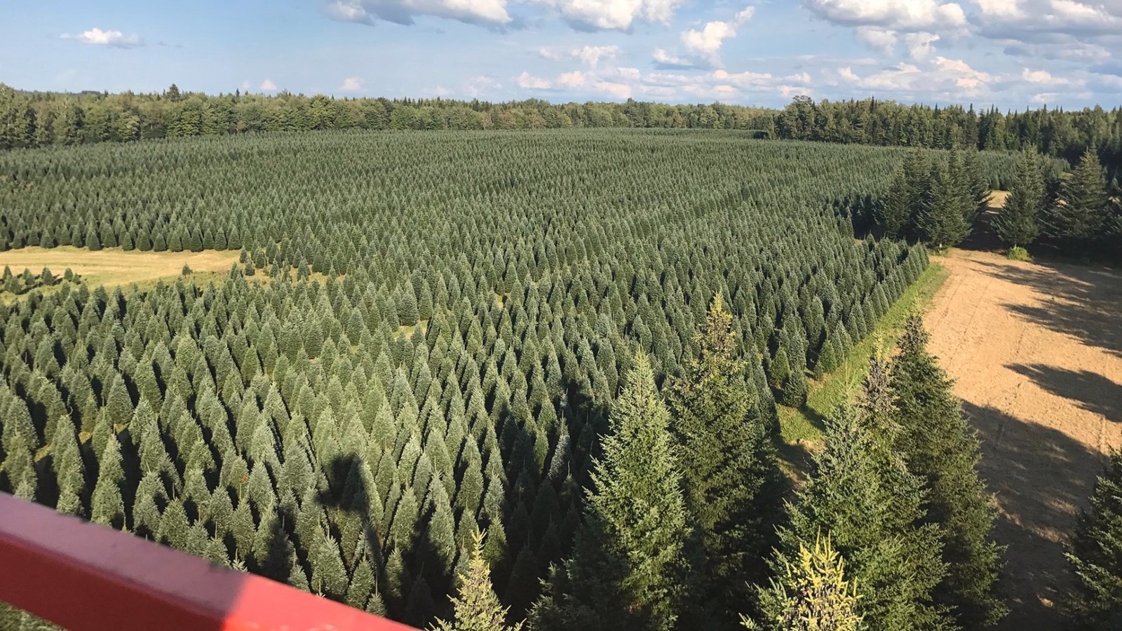 De la Beauce à Dubaï : les sapins des Plantations Robert ont la cote