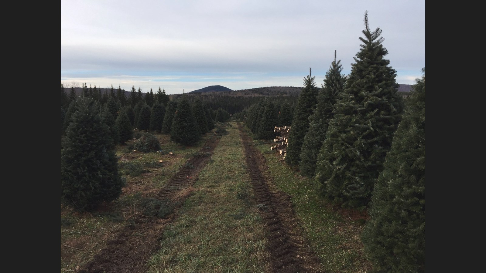 De la Beauce à Dubaï : les sapins des Plantations Robert ont la cote