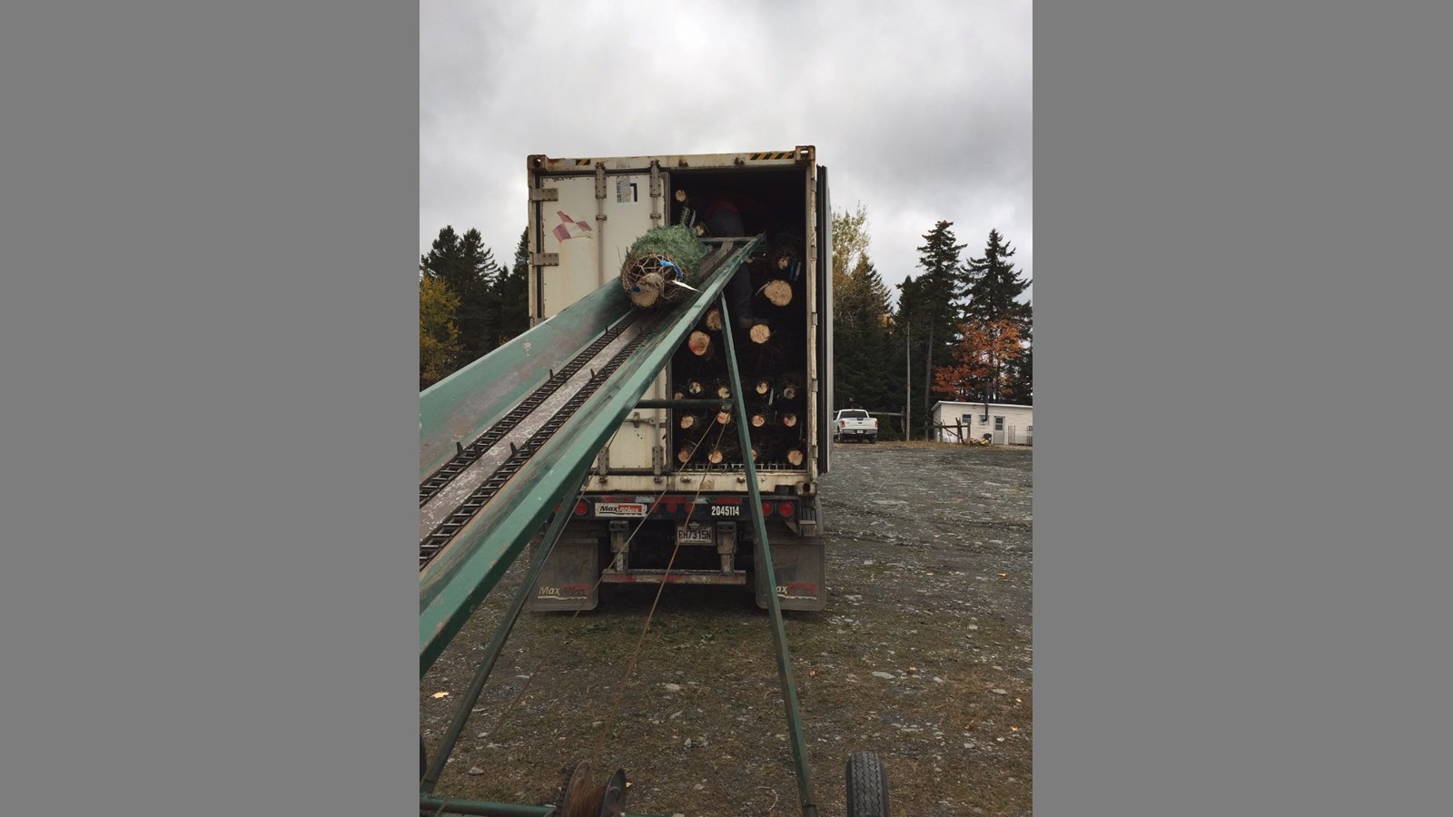 De la Beauce à Dubaï : les sapins des Plantations Robert ont la cote