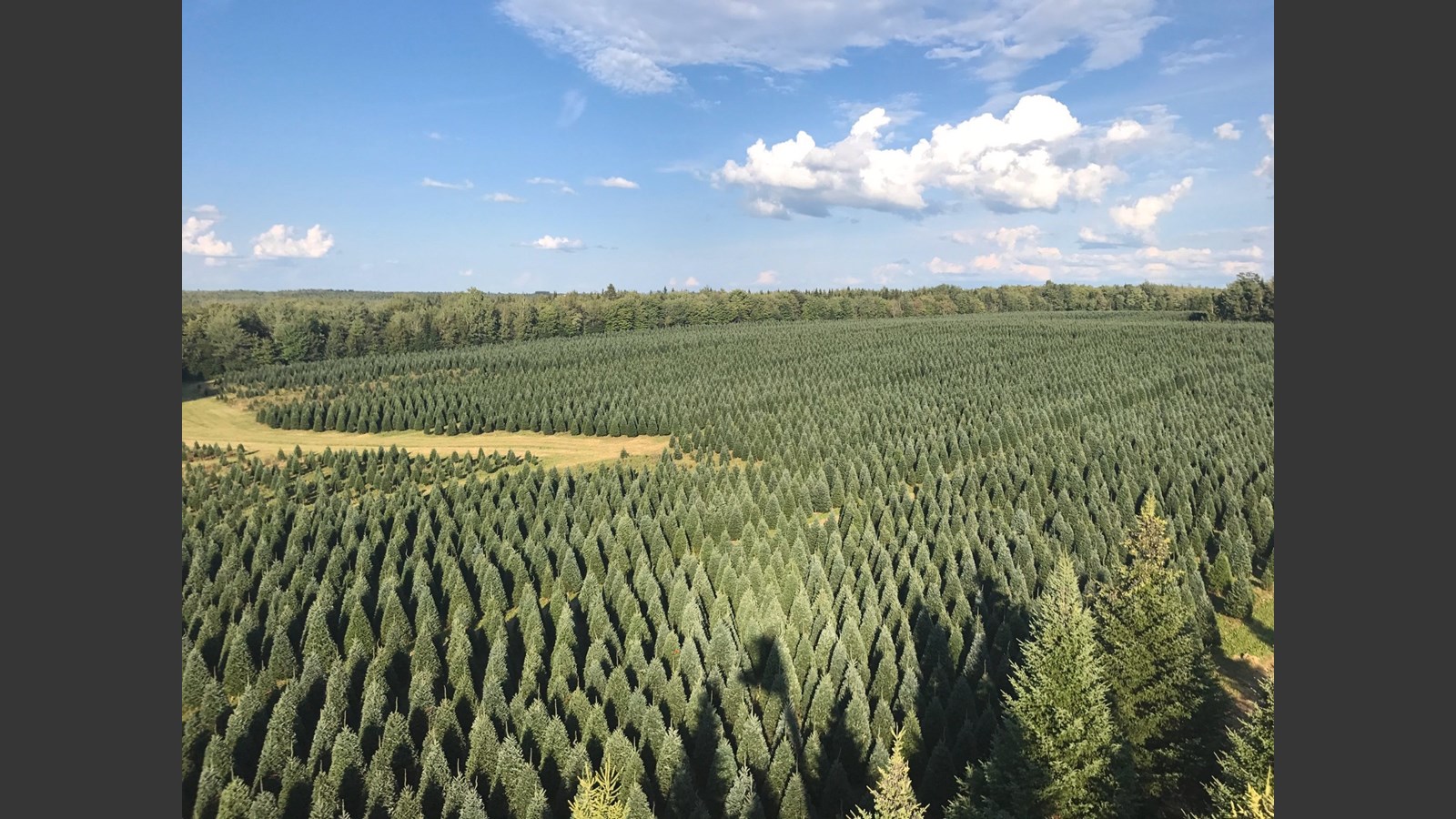 De la Beauce à Dubaï : les sapins des Plantations Robert ont la cote