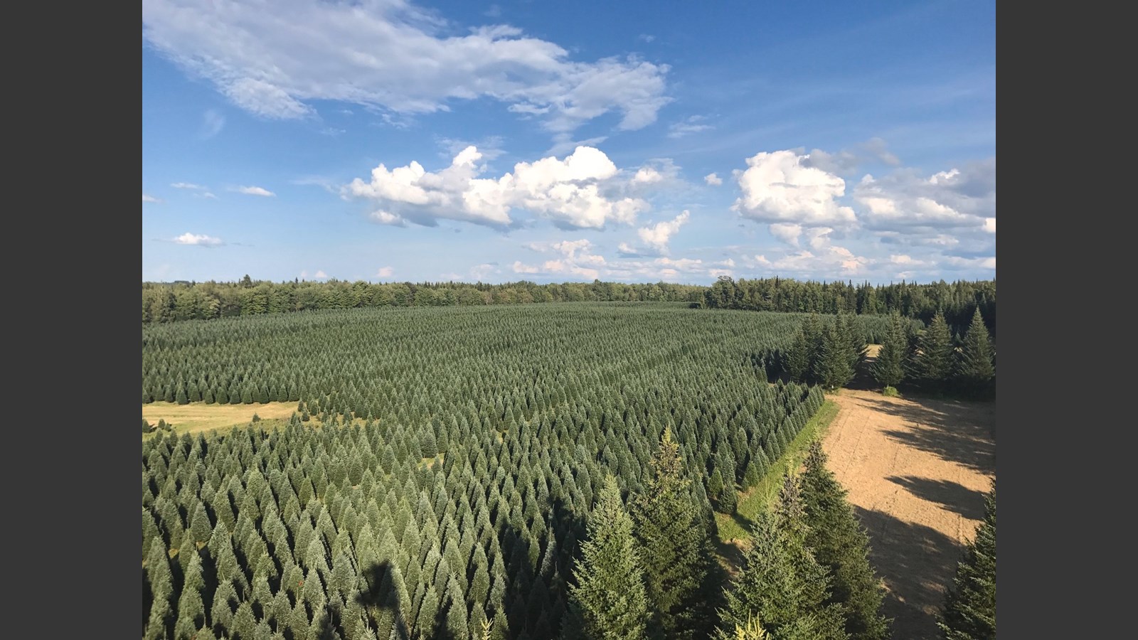 De la Beauce à Dubaï : les sapins des Plantations Robert ont la cote