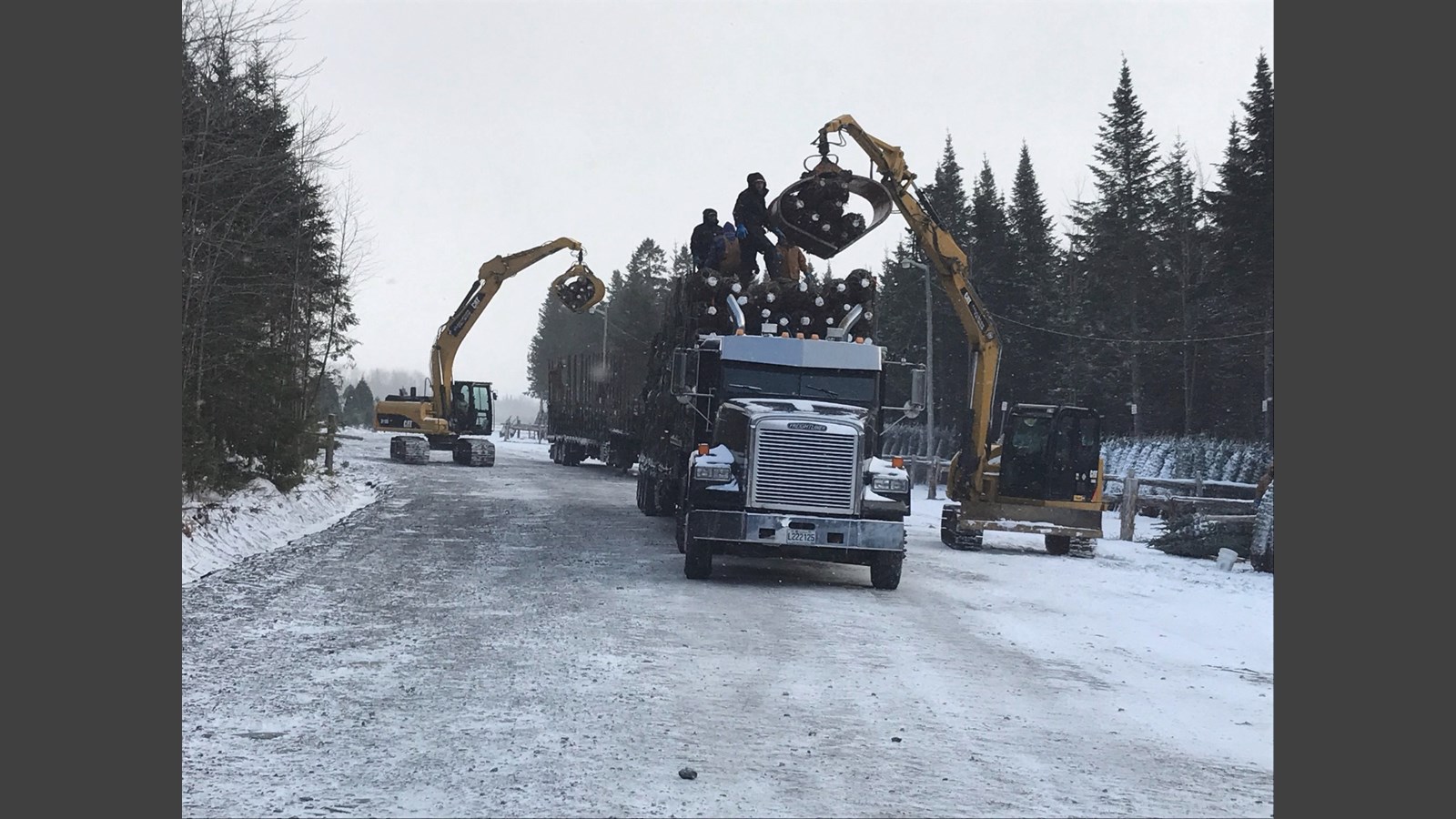 De la Beauce à Dubaï : les sapins des Plantations Robert ont la cote
