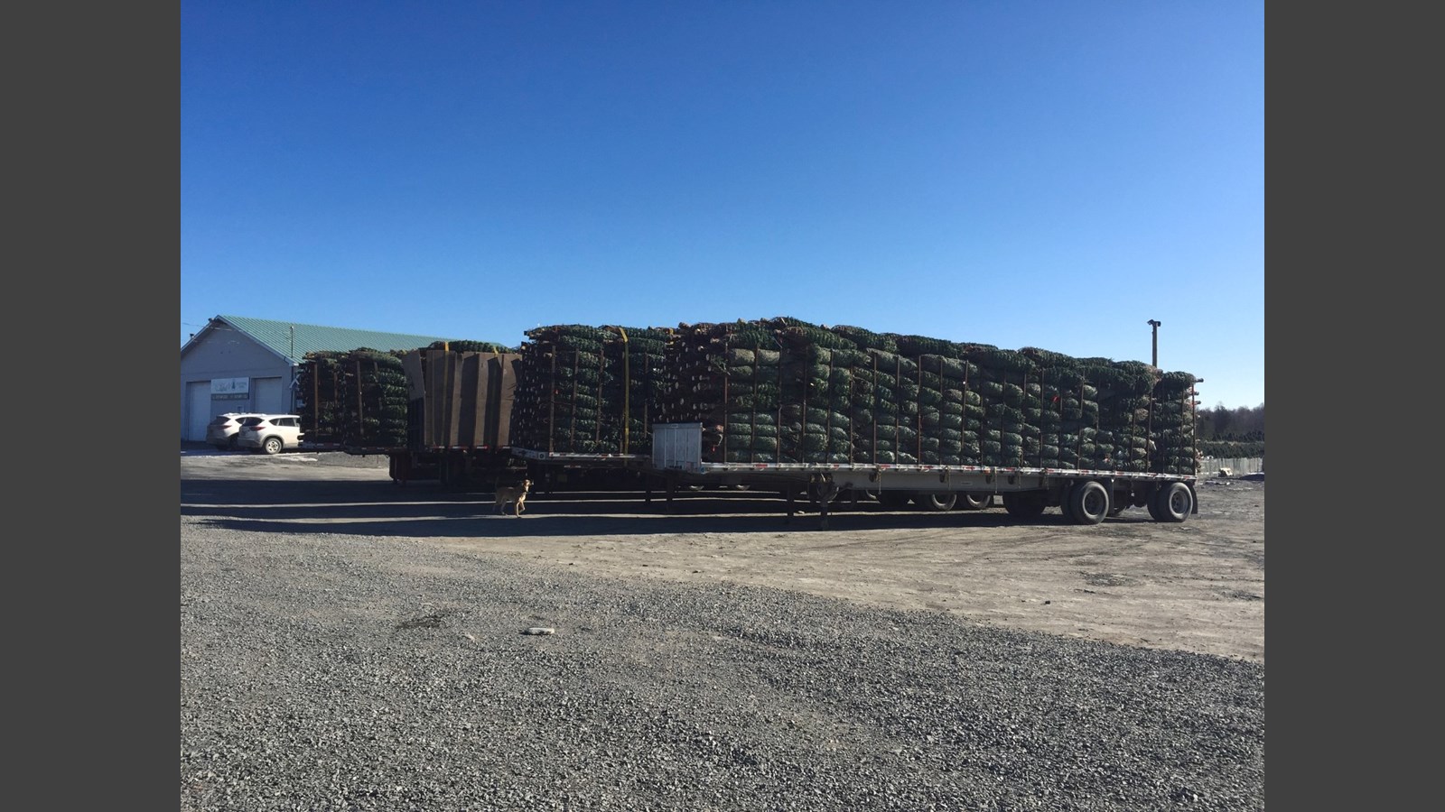De la Beauce à Dubaï : les sapins des Plantations Robert ont la cote