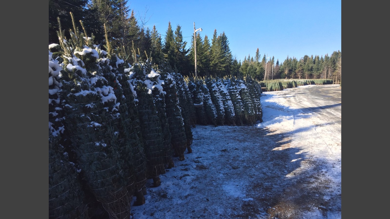De la Beauce à Dubaï : les sapins des Plantations Robert ont la cote