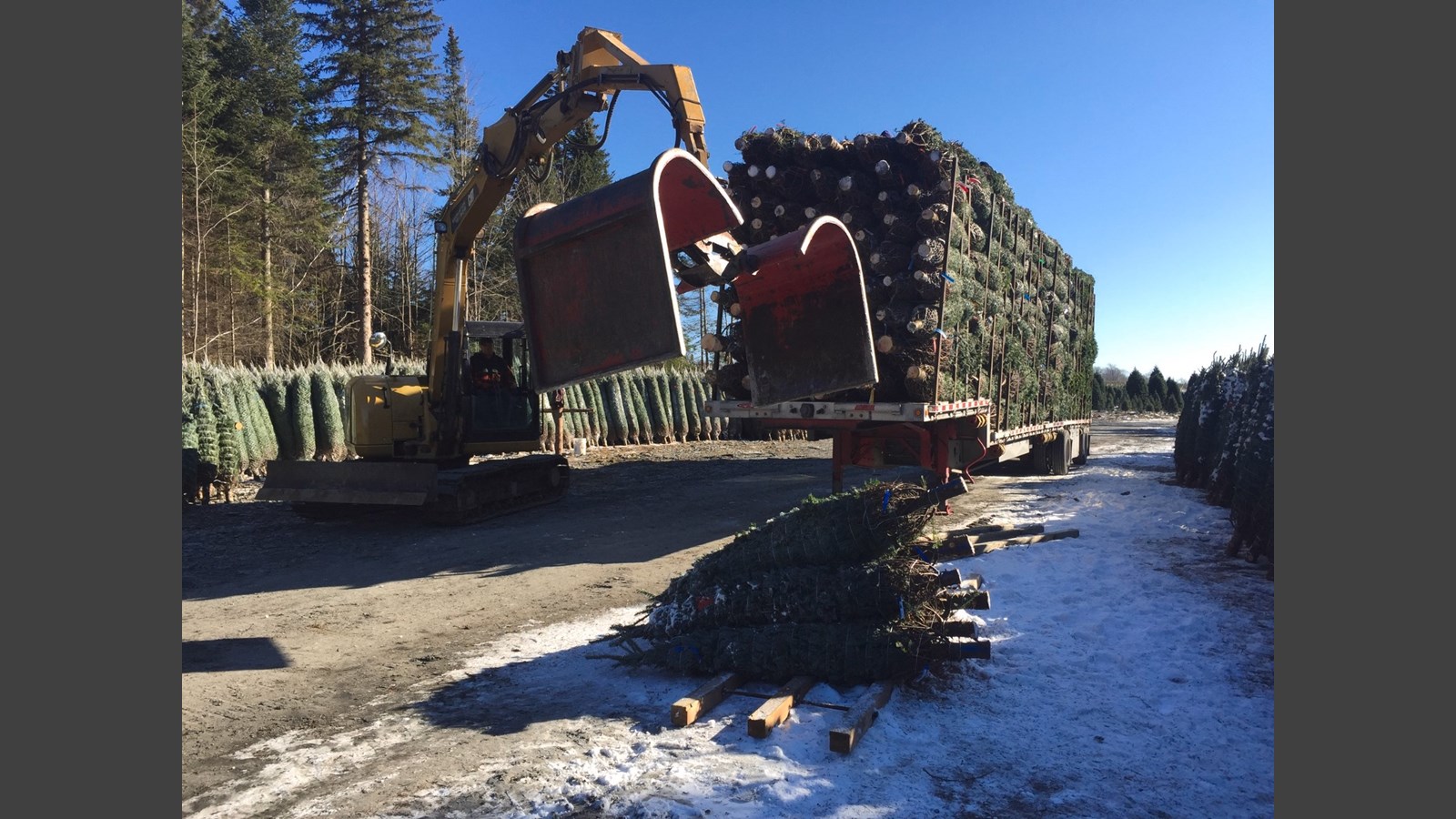 De la Beauce à Dubaï : les sapins des Plantations Robert ont la cote