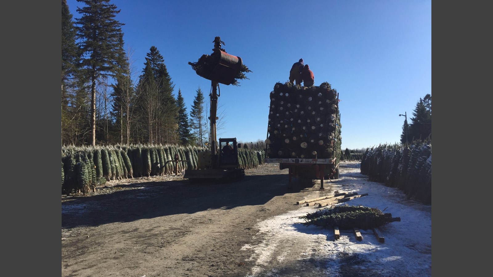 De la Beauce à Dubaï : les sapins des Plantations Robert ont la cote