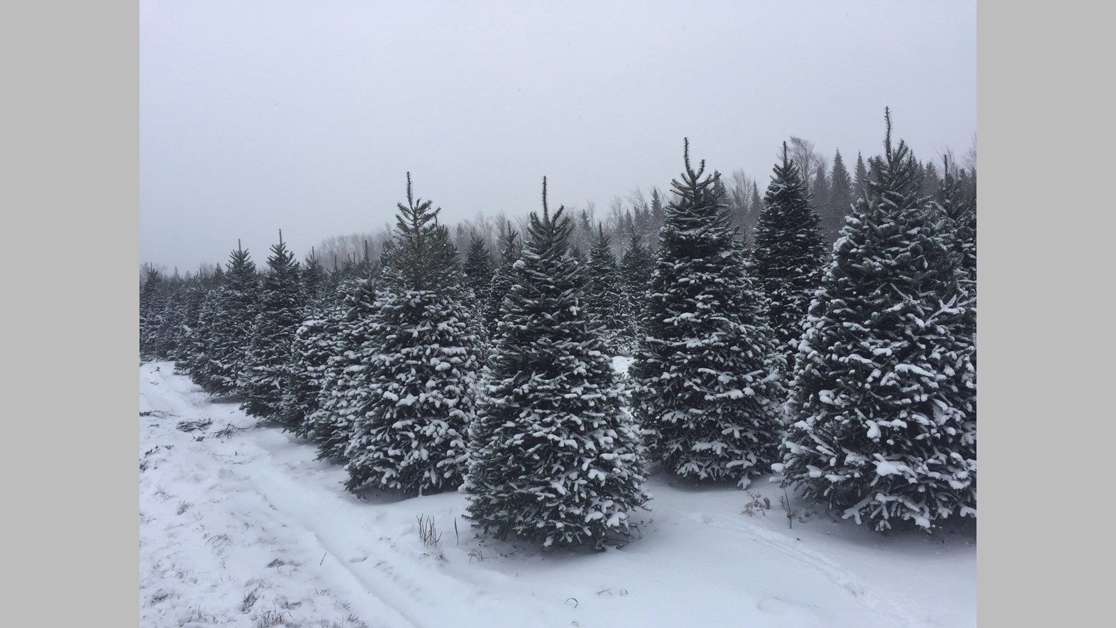 De la Beauce à Dubaï : les sapins des Plantations Robert ont la cote