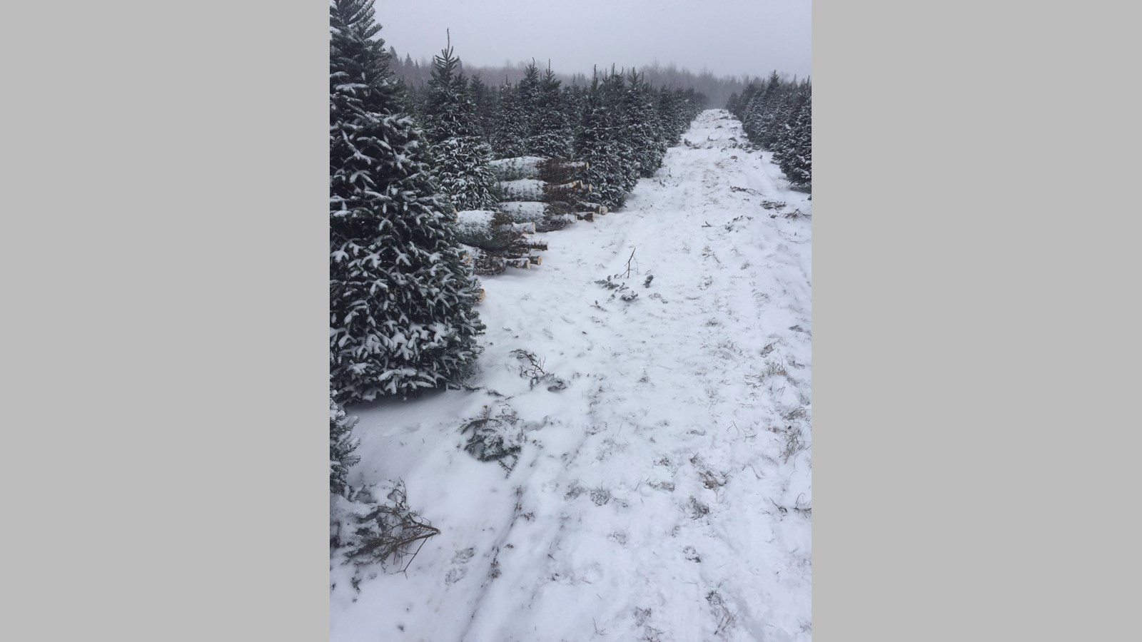 De la Beauce à Dubaï : les sapins des Plantations Robert ont la cote