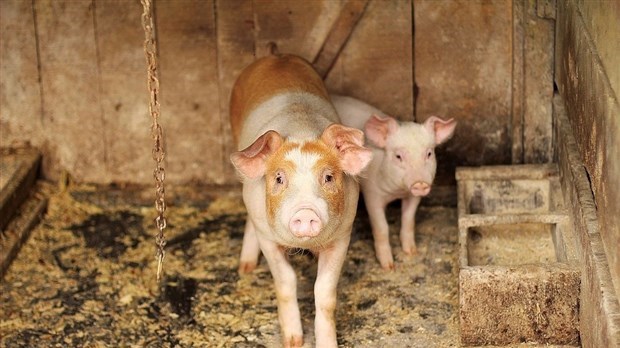 135 492 $ alloué pour l'industrie porcine à Saint-Elzéar
