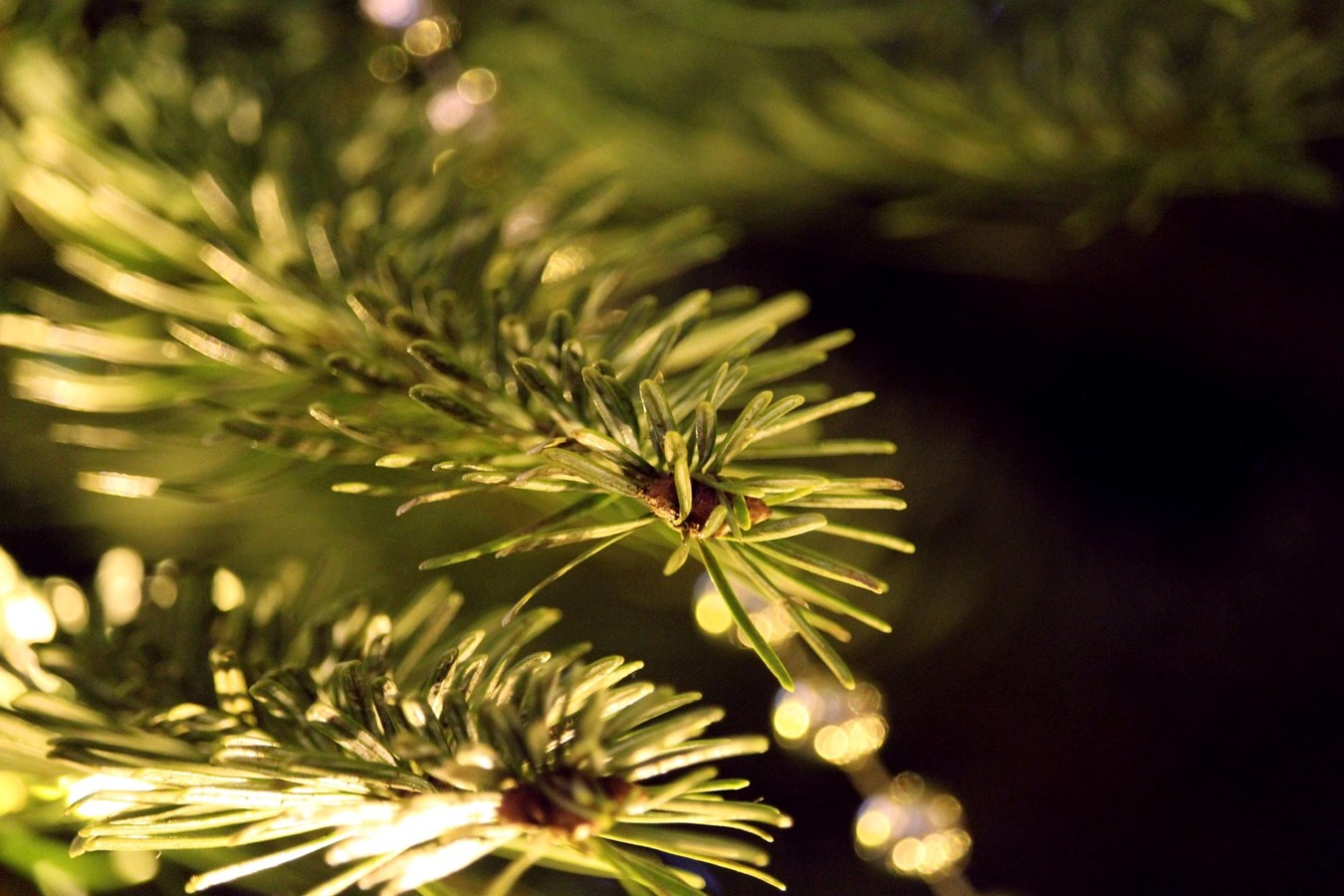 Une deuxième vie pour votre arbre de Noël