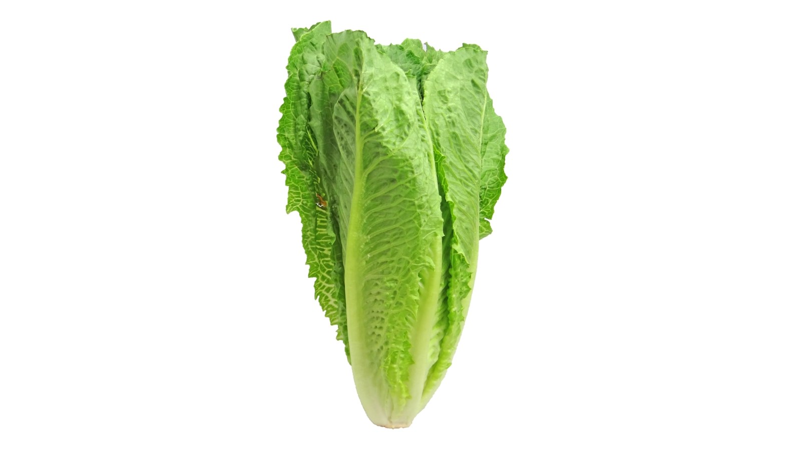 Il est maintenant sécuritaire de manger de la laitue romaine