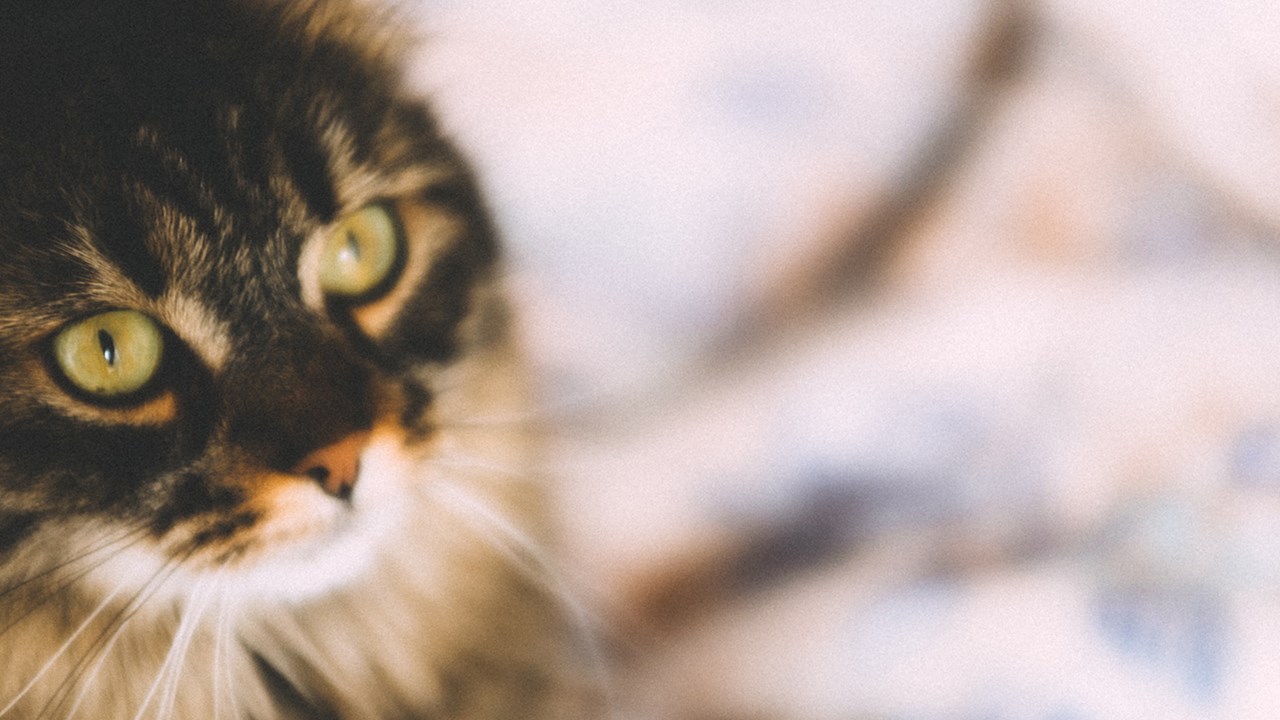 Le Tylénol (acétaminophène) peut être dangereux pour votre chat. Le saviez-vous ?