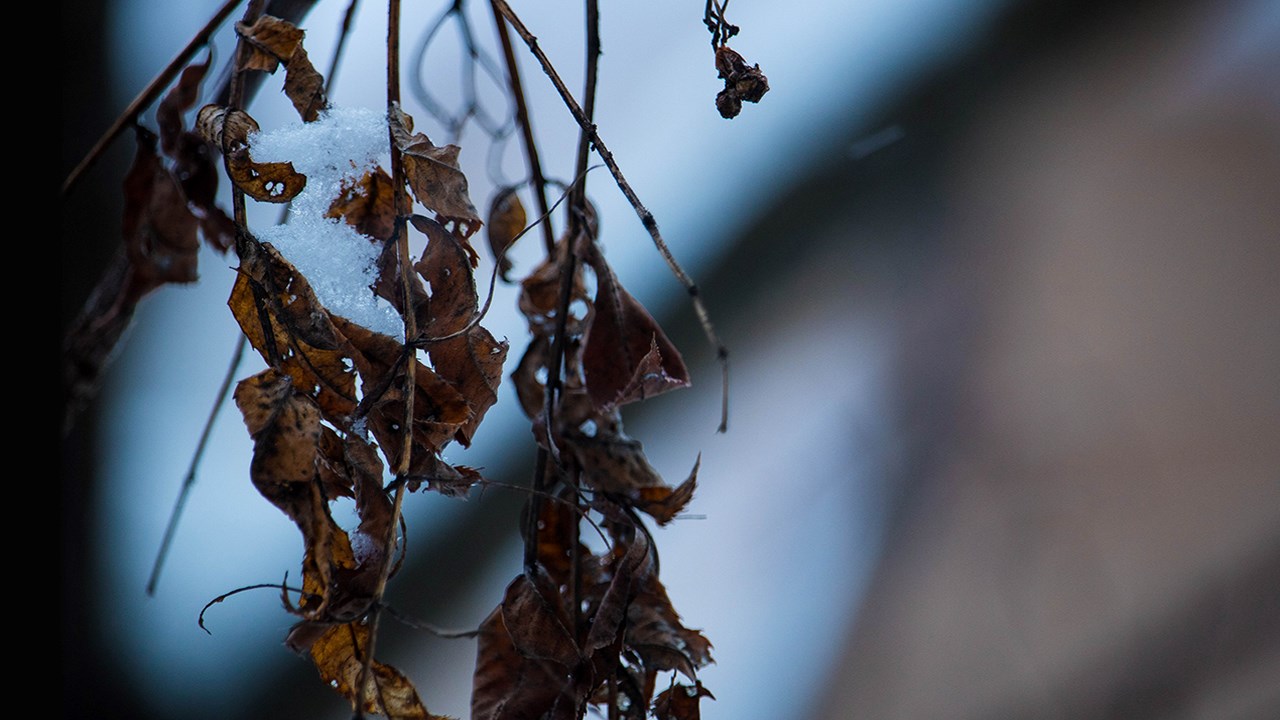PHOTOS | L'hiver en Beauce dans toute sa splendeur (1 sur 5)