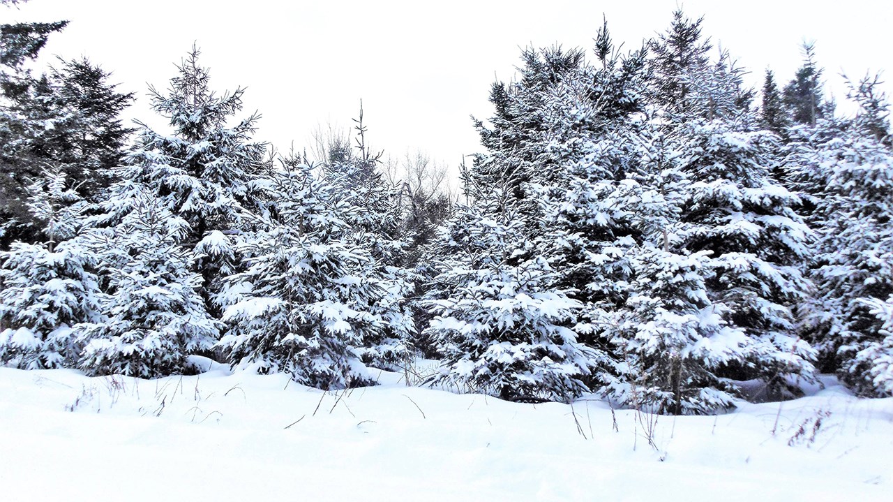 PHOTOS | L'hiver en Beauce dans toute sa splendeur (1 sur 5)