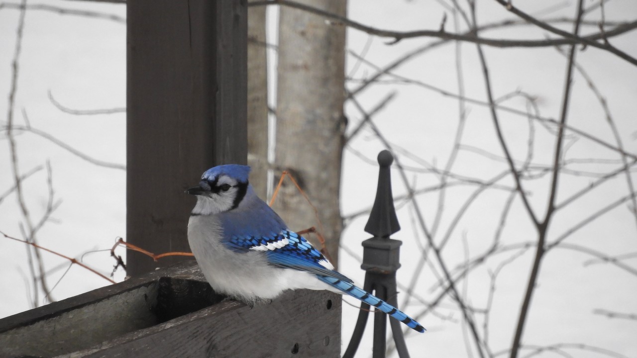 PHOTOS | L'hiver en Beauce dans toute sa splendeur (2 sur 5)