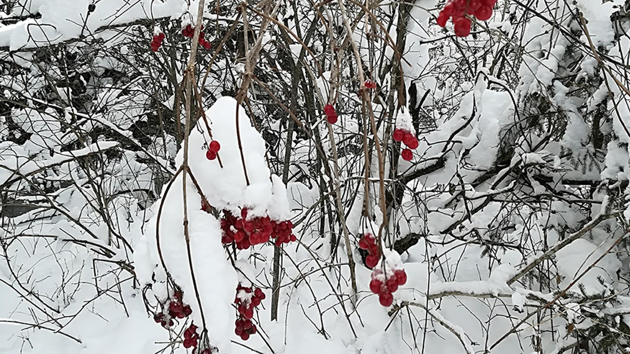 PHOTOS | L'hiver en Beauce dans toute sa splendeur (2 sur 5)