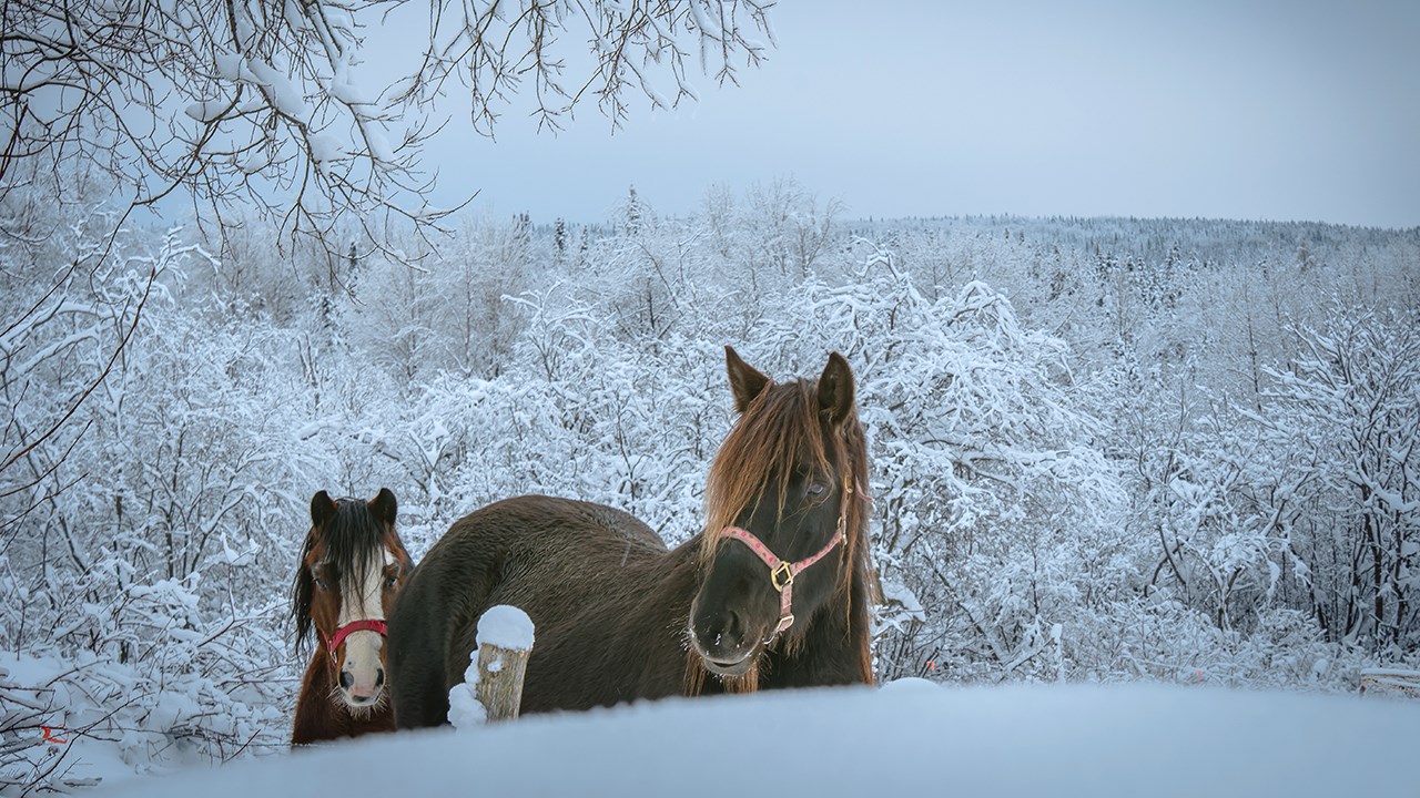 PHOTOS | L'hiver en Beauce dans toute sa splendeur (2 sur 5)