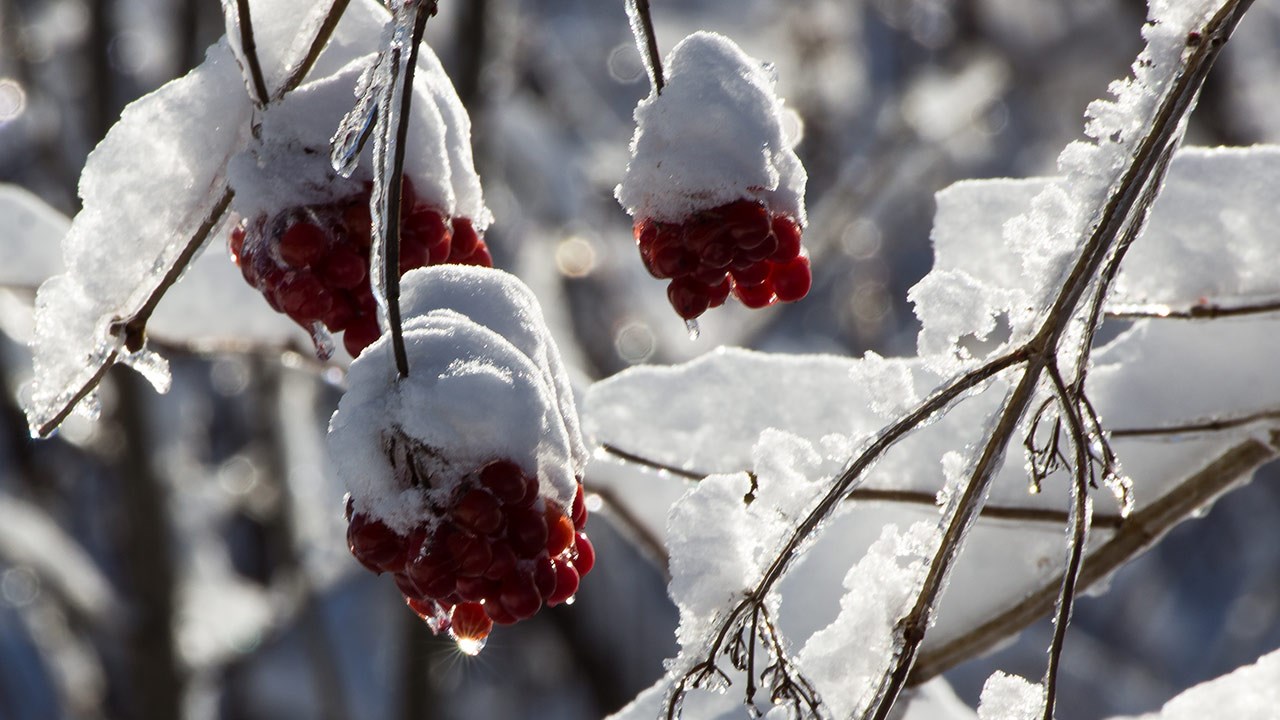 PHOTOS | L'hiver en Beauce dans toute sa splendeur (4 sur 5)