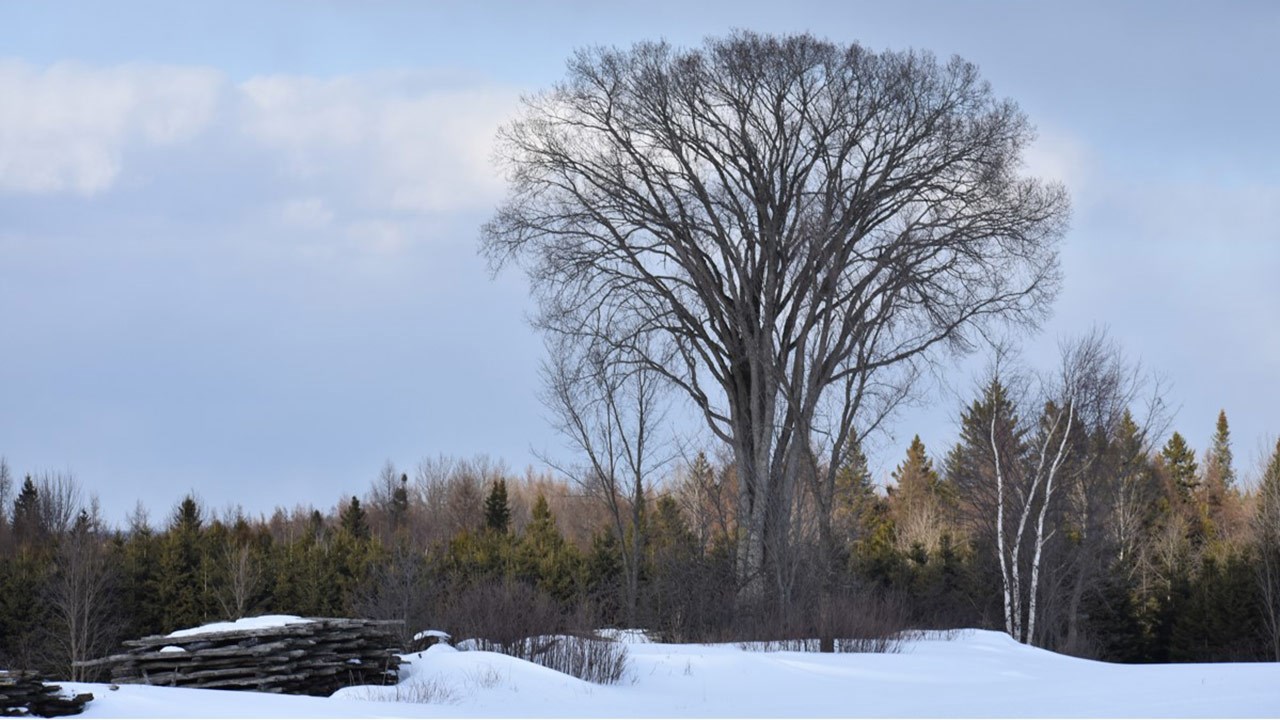 PHOTOS | L'hiver en Beauce dans toute sa splendeur (4 sur 5)