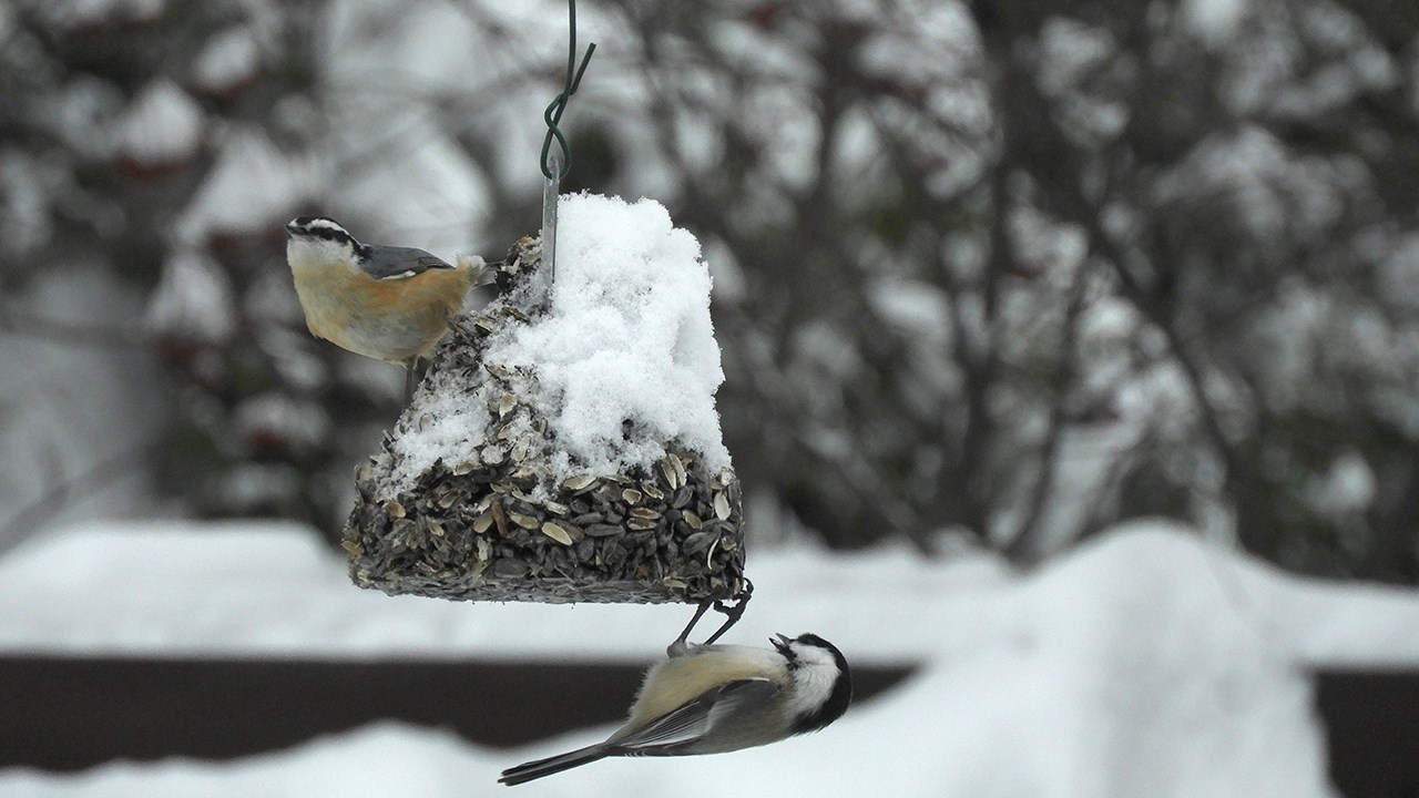 PHOTOS | L'hiver en Beauce dans toute sa splendeur (3 sur 5)