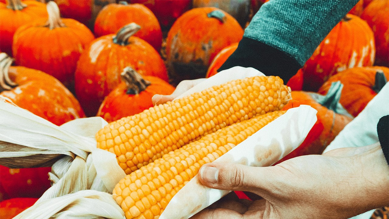 La culture biologique sans cesse en hausse dans la région Chaudière-Appalaches