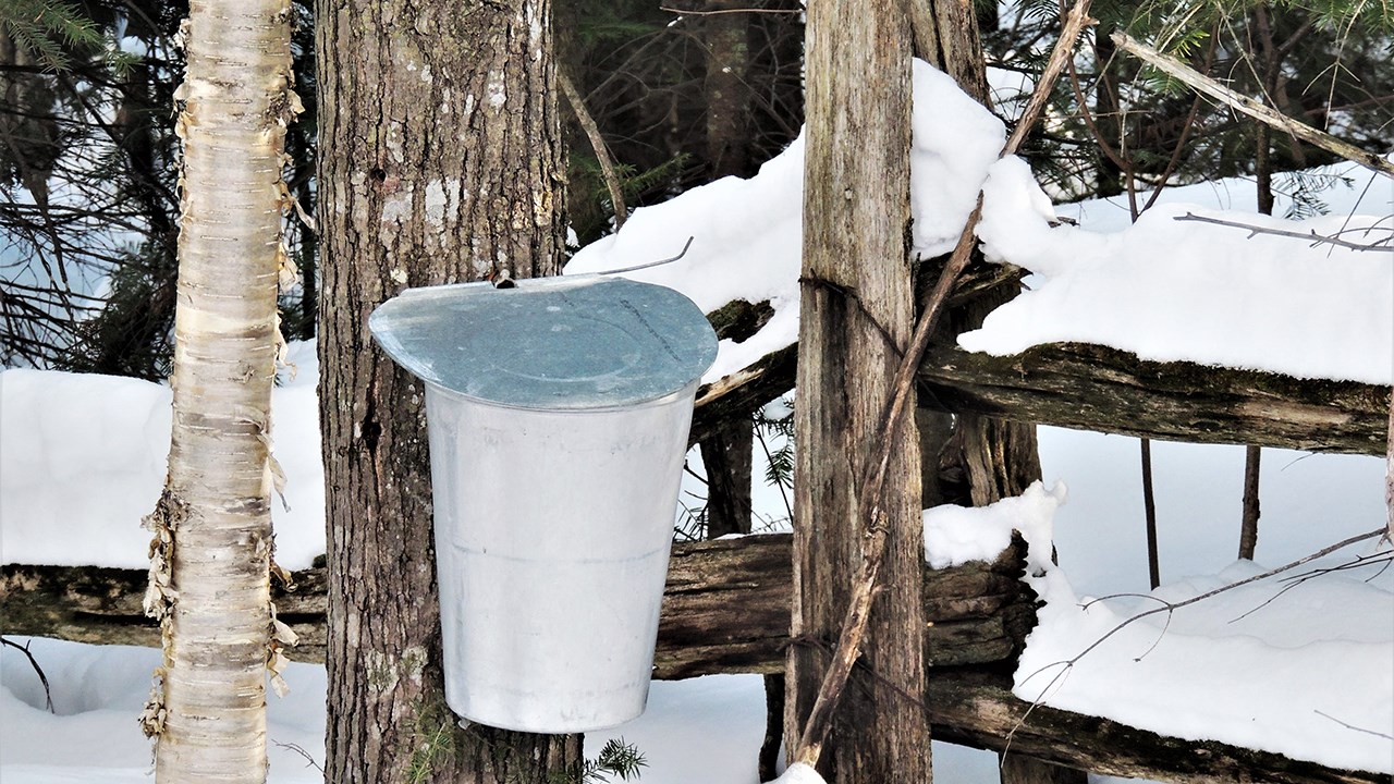 Cabanes à sucre et sirop d'érable en vedette sur EnBeauce.com ce mois-ci