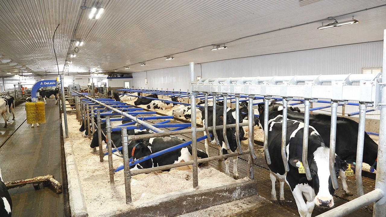 La ferme Catoche gagne la 2e place au concours Lait'xcellent