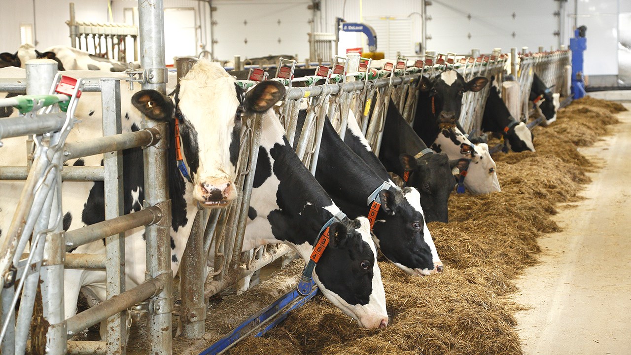 La ferme Catoche gagne la 2e place au concours Lait'xcellent