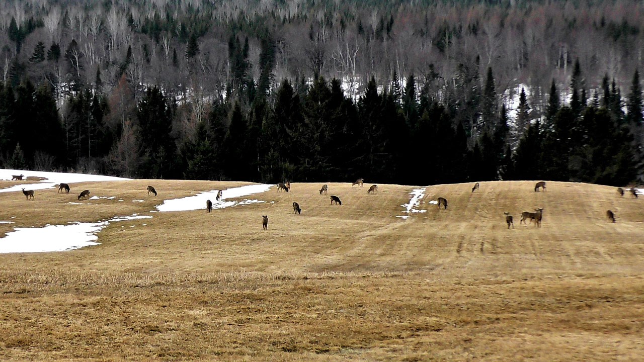 Dans cette capsule d'Hier à aujourd'hui avec Normand DeLessard, Normand présente des images de la sortie des chevreuils au printemps 2018 en Beauce.