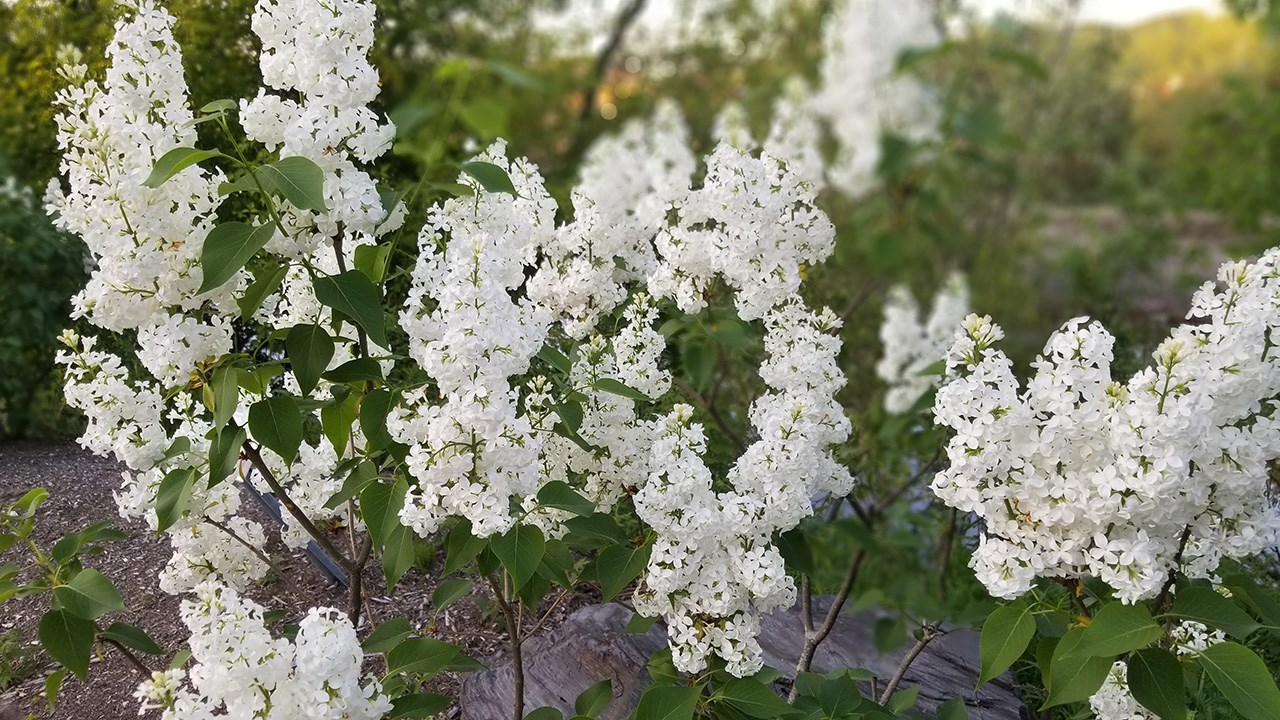 Une grande variété de Lilas à la Fête des parfums