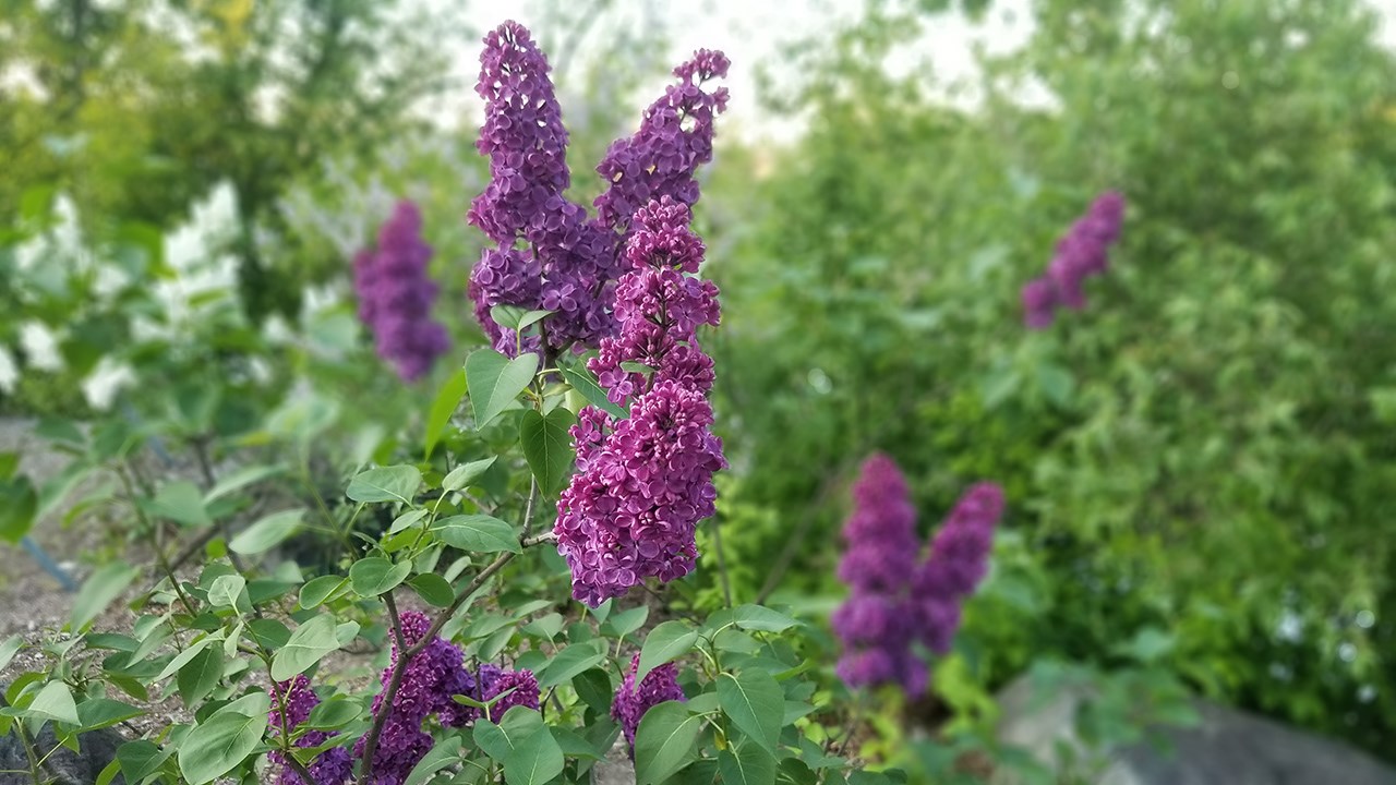 Une grande variété de Lilas à la Fête des parfums