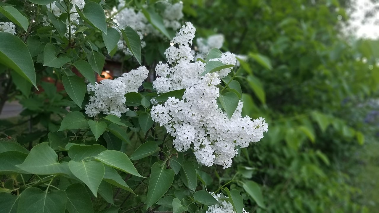 Une grande variété de Lilas à la Fête des parfums