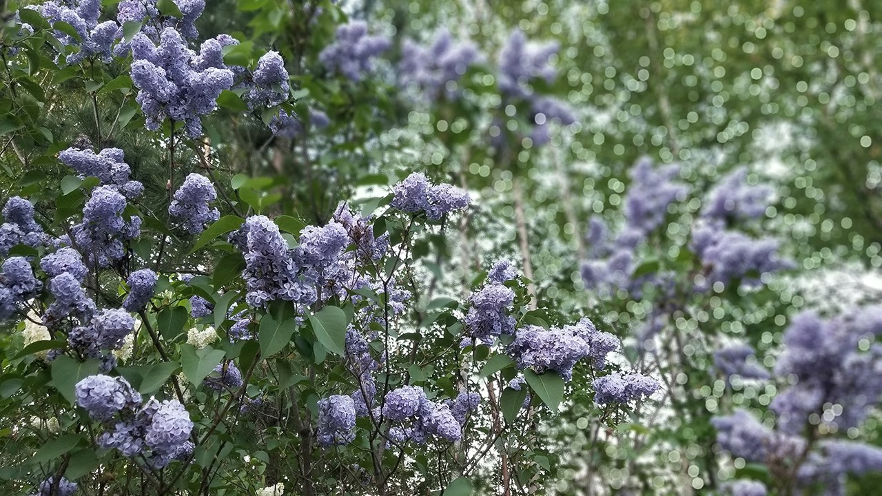 Une grande variété de Lilas à la Fête des parfums
