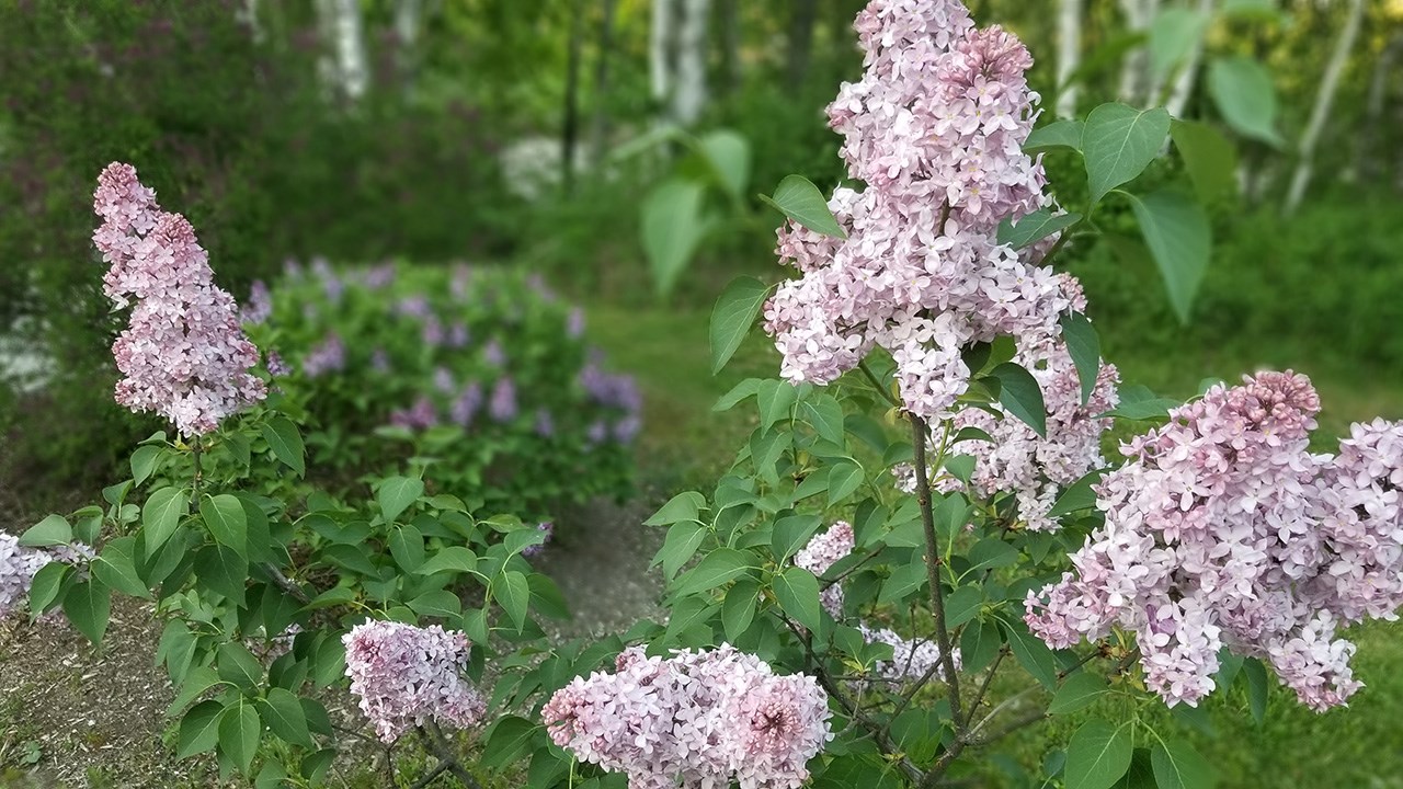 Une grande variété de Lilas à la Fête des parfums