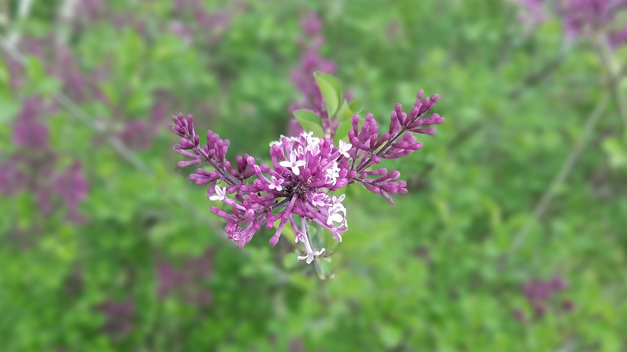 Une grande variété de Lilas à la Fête des parfums
