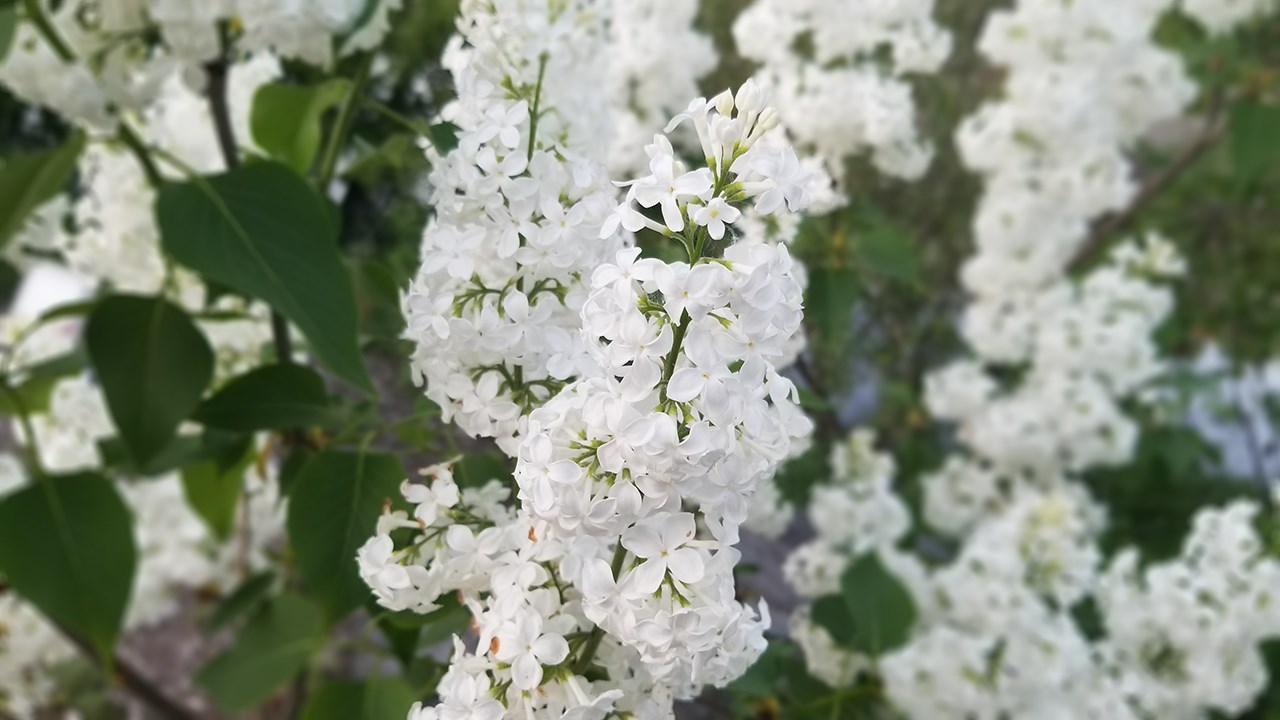 Une grande variété de Lilas à la Fête des parfums