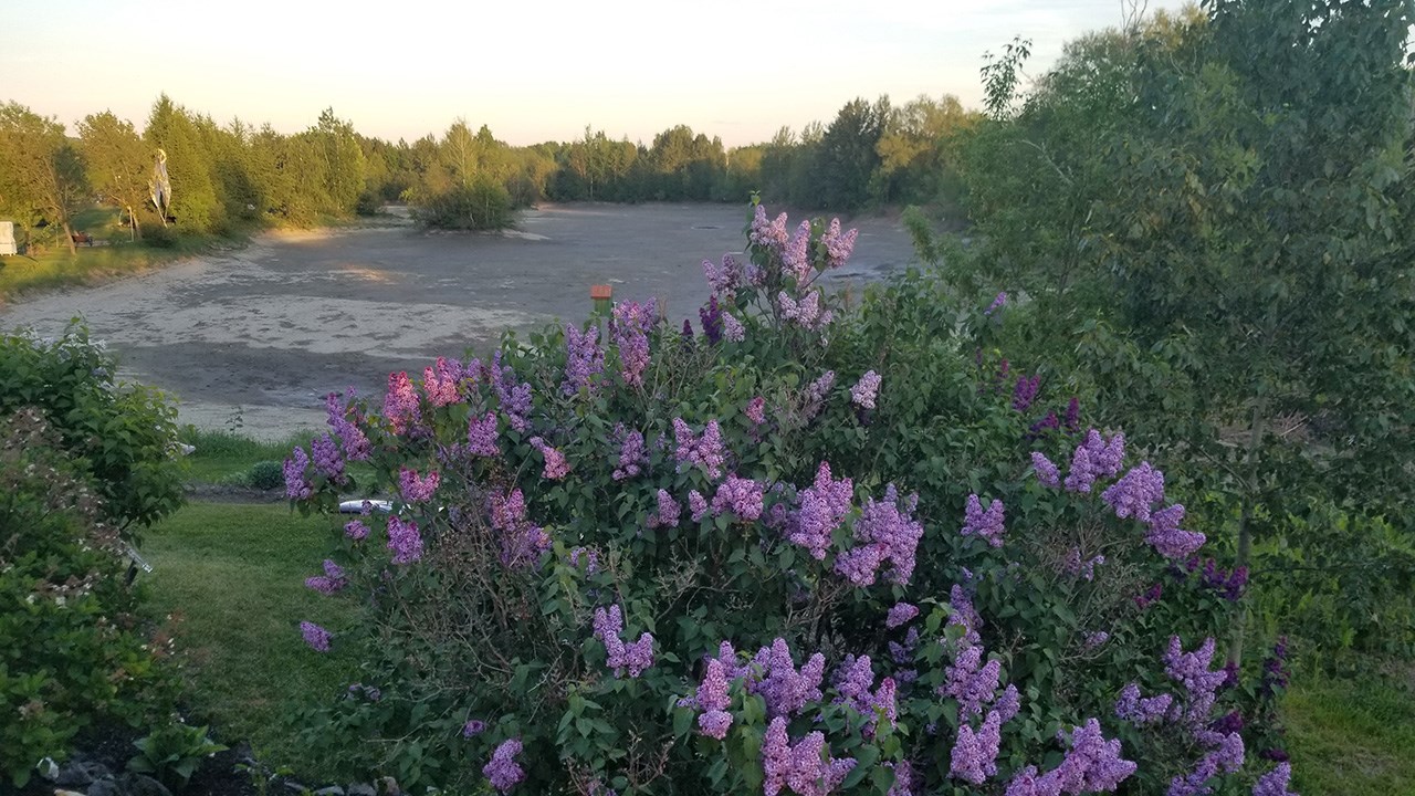 Une grande variété de Lilas à la Fête des parfums