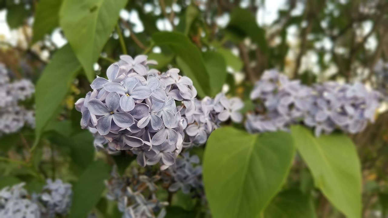 Une grande variété de Lilas à la Fête des parfums